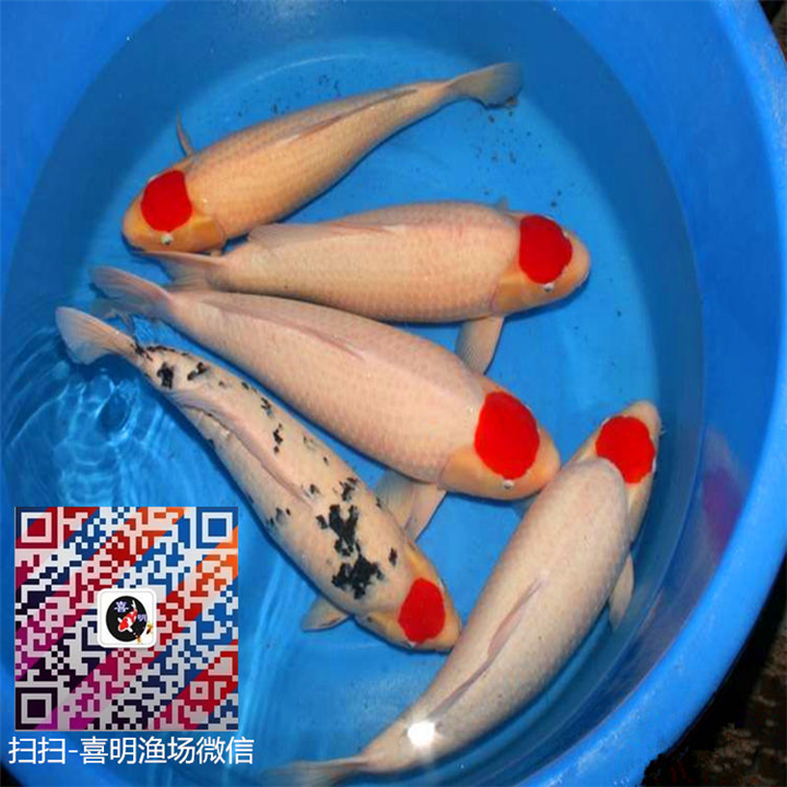 丹顶锦鲤多少钱，价格贵不贵? 
