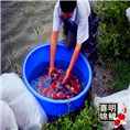 锦鲤水花苗创业,养殖锦鲤水花的前景 