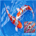五色孔雀锦鲤图片