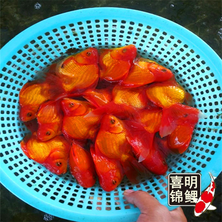 广州金鱼，广州金鱼批发养殖场 