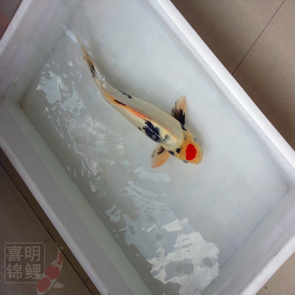 45公分高档丹顶三色锦鲤 