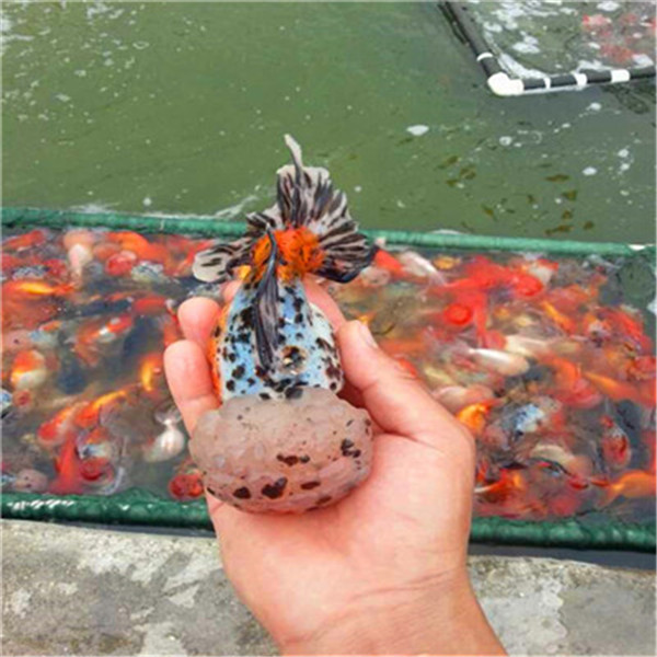 江苏徐州金鱼 徐州金鱼批发 