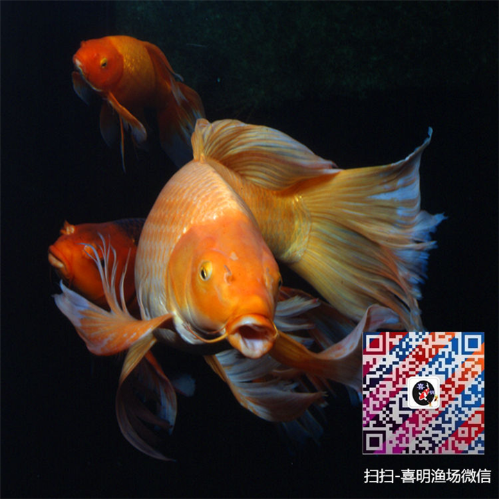 优质龙凤锦鲤批发/采购
