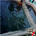 网箱能不能养锦鲤水花,喜明锦鲤给你支招 