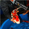 小锦鲤价格 小锦鲤批发多少钱 