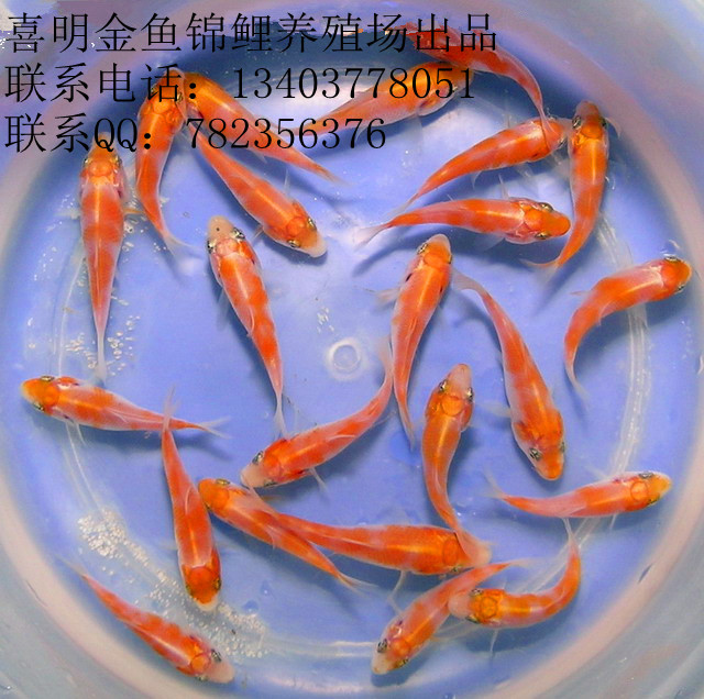 日本锦鲤鱼苗 
