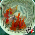 河南金鱼 河南观赏鱼金鱼 