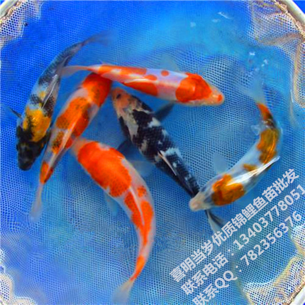 锦鲤幼苗/锦鲤鱼小幼苗 