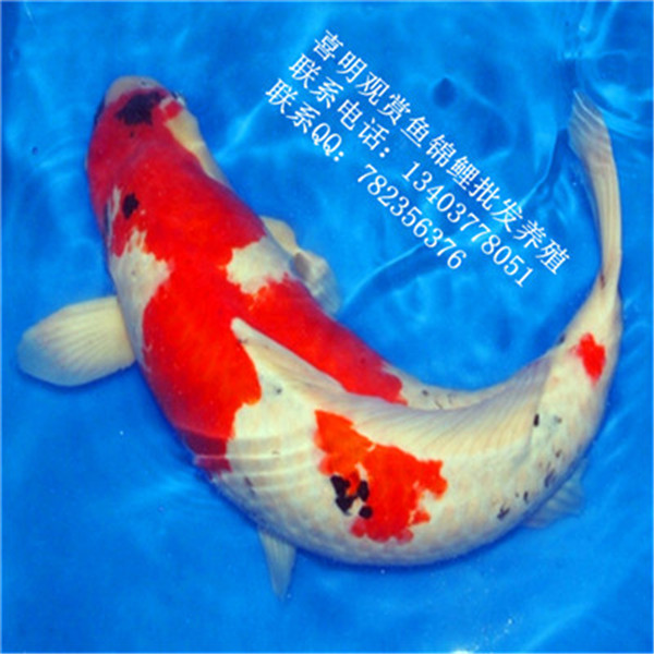 广东锦鲤/广东批发价格贵吗 