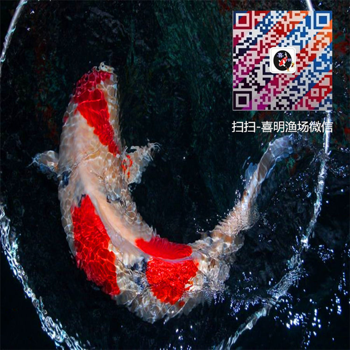 昭和锦鲤/昭和锦鲤批发/昭和锦鲤销售