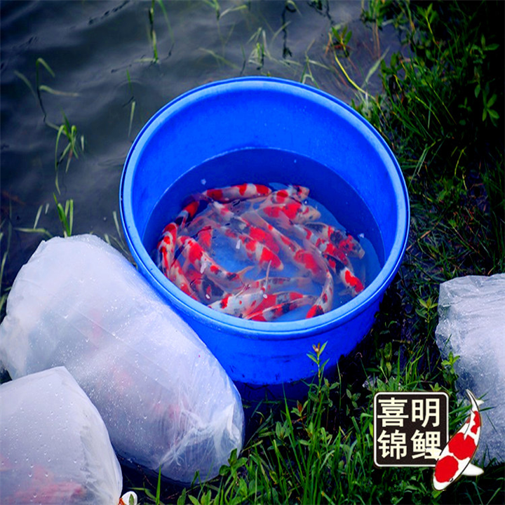水花变当岁 教你养好锦鲤水花苗 