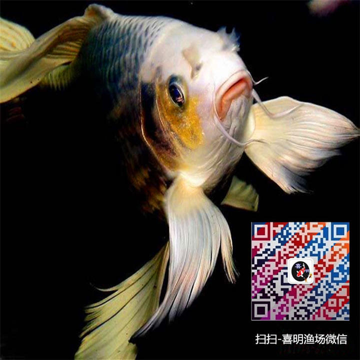 白锦鲤/白金锦鲤/白金龙凤锦鲤鱼