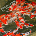 锦鲤多少钱一斤？ 