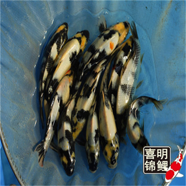 高档纯种白写锦鲤鱼 