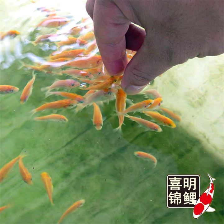 孵化出来的锦鲤水花宝宝 