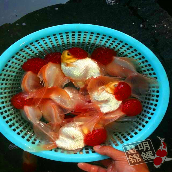 观赏鱼鹤顶红金鱼 
