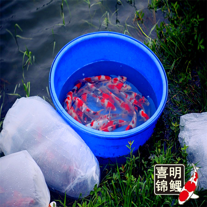 2016年有养锦鲤水花的吗?可以体验一下 