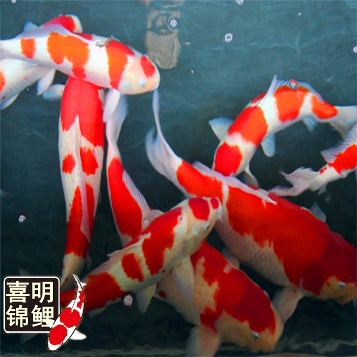 高档锦鲤 纯种高档锦鲤批发 