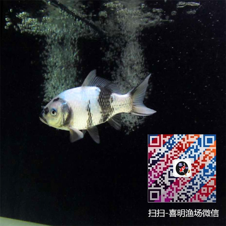 白写锦鲤和白别甲锦鲤批发供应