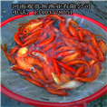小红草鱼苗、草金鱼鱼苗 
