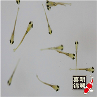 2022年观赏鱼金鱼水花鱼苗预定