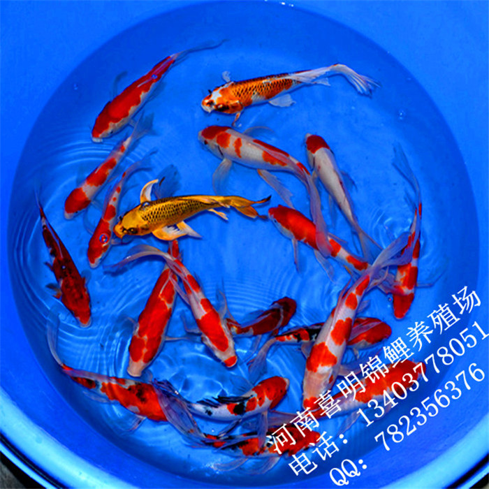 龙凤锦鲤鱼苗 