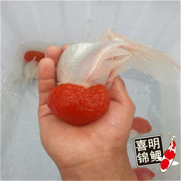 观赏鱼鱼苗水花 