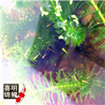 锦鲤水花鱼苗在每年几月份购买谁家的好 