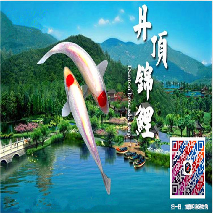 丹顶锦鲤鱼/丹顶锦鲤批发/丹顶锦鲤价格