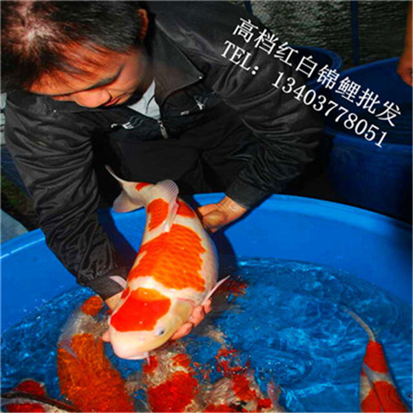 那锦鲤究竟多少钱一条呢 