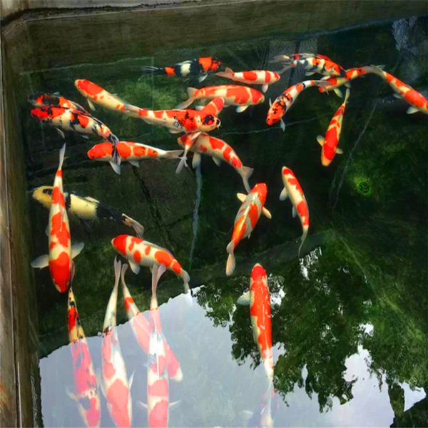 锦鲤批发市场 