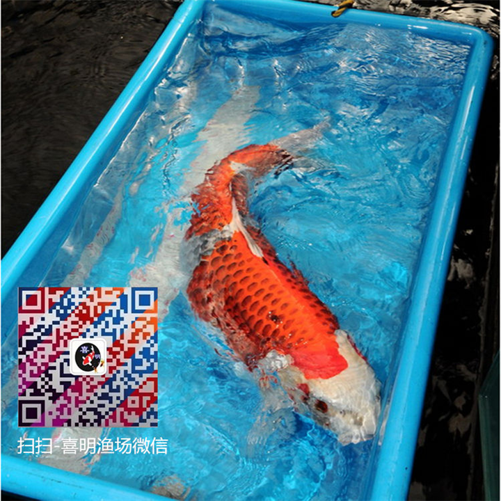 **孔雀锦鲤/优质孔雀锦鲤鱼