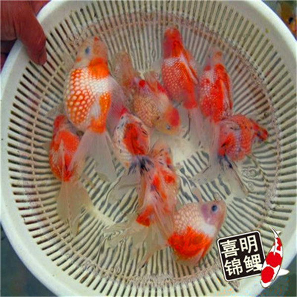 上海金鱼 上海观赏金鱼批发 