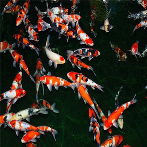 纯种锦鲤批发 