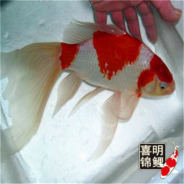 长尾草金鱼、黑彩花鲫鱼 