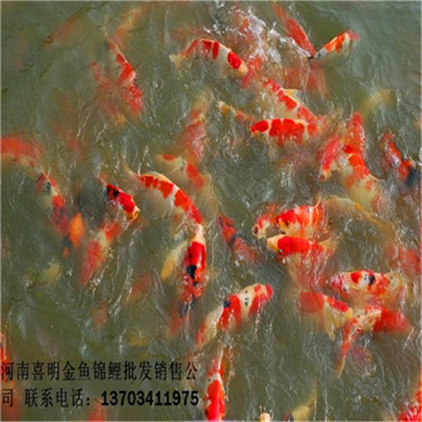 锦鲤养殖鉴赏要点 