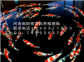 锦鲤放养-河南喜明锦鲤放养基地 