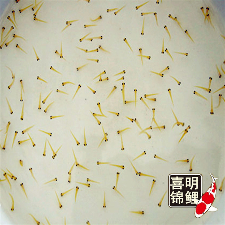 锦鲤水花谁家的好——**喜明锦鲤水花 
