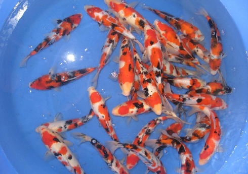 锦鲤-河南观赏鱼-河南观赏鱼养殖商 