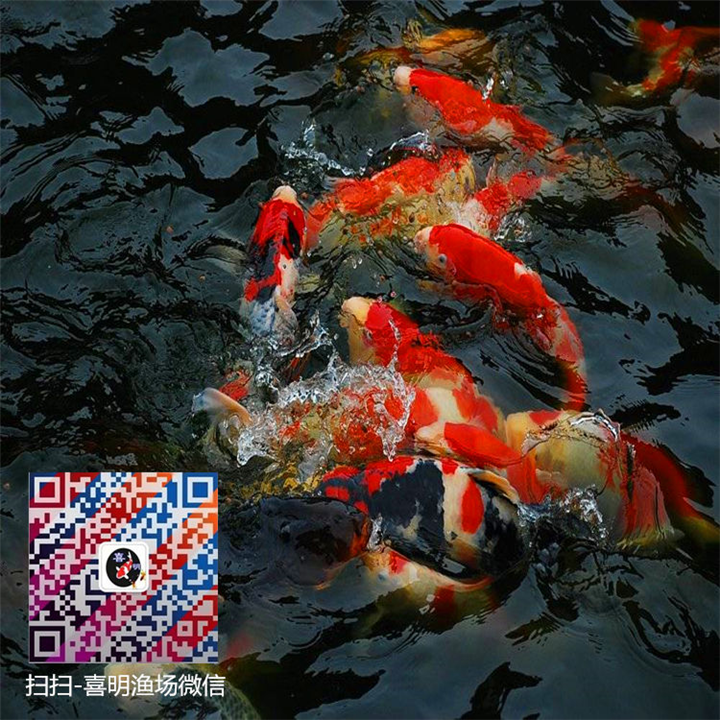**锦鲤价格/批发报价