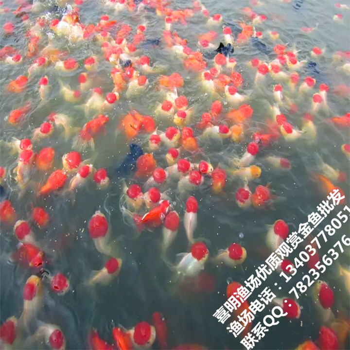 高档金鱼批发 