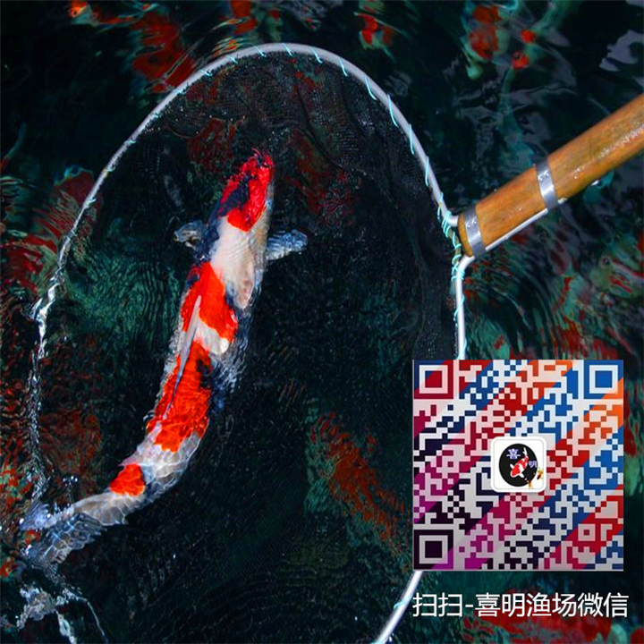 河南批发昭和锦鲤|丹顶昭和锦鲤