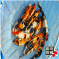高档纯种昭和三色锦鲤 