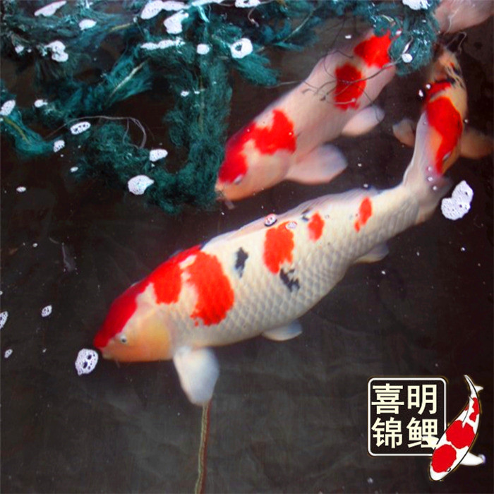 4-5月份日本锦鲤鱼苗水花 