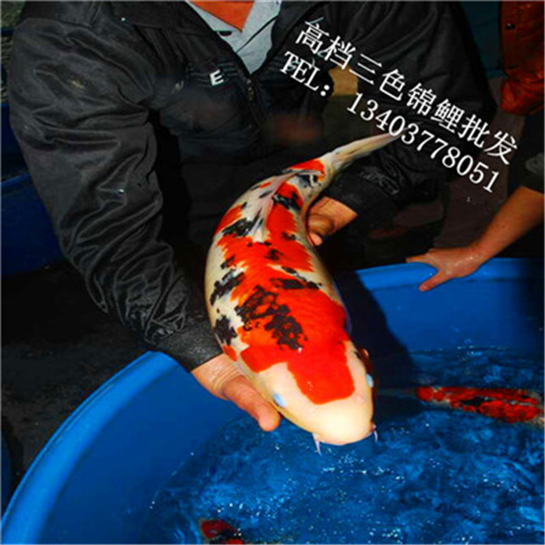 小锦鲤价格 小锦鲤批发多少钱 