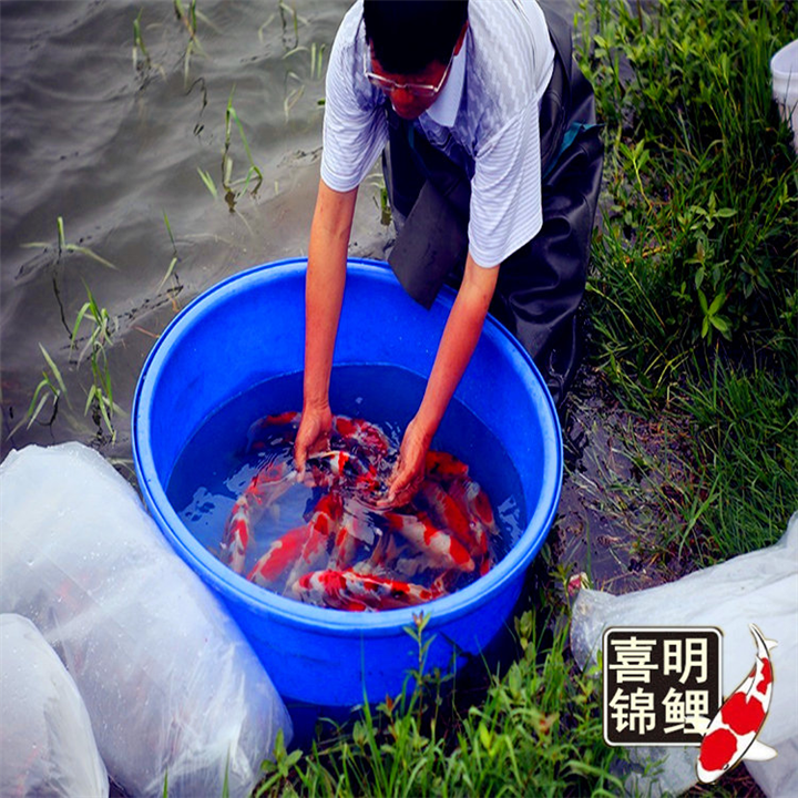 锦鲤水花苗创业,养殖锦鲤水花的前景 