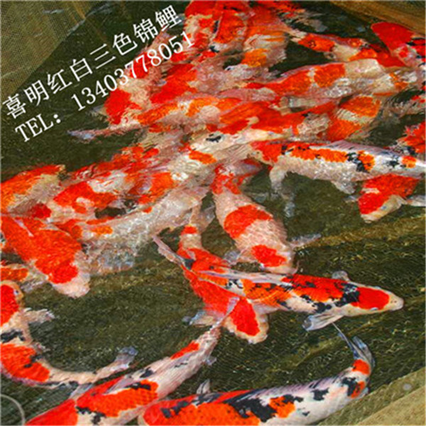 锦鲤多少钱一斤？ 