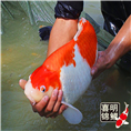 红白锦鲤批发销售价格 