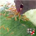 孵化出来的锦鲤水花宝宝 