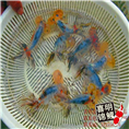 河北金鱼 河北观赏鱼金鱼养殖批发 